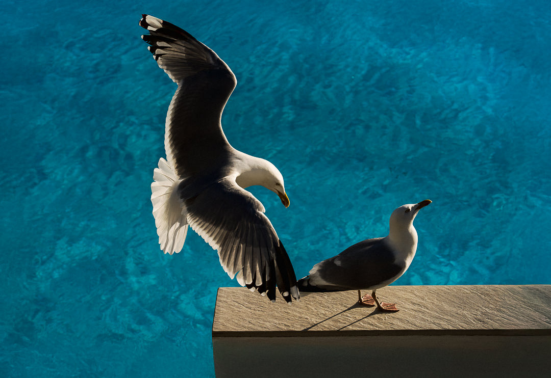 Saltdean Lido Seabirds