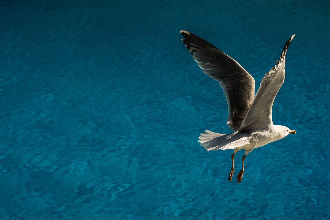 Saltdean Lido Seabirds